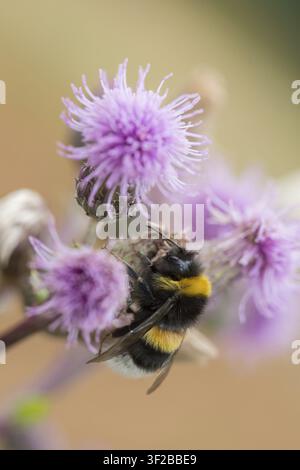 Apidae, abeilles, bombus lucorum, hyménoptères, bourdon clair, hyménoptères, grande taille, format portrait, bourdon, insectes, bourdon à queue blanche Banque D'Images