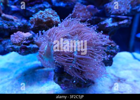 Vue rapprochée de coraux rose doux ondulant dans un aquarium d'eau salée bleue, avec des roches de récif et un fond sablonneux créant une scène sous-marine tropicale calme. Banque D'Images