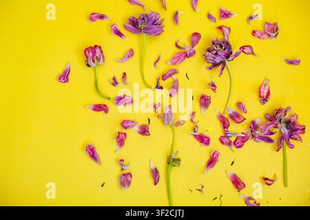 fond de fleurs fanées. tulipes fanées sur fond jaune. Photo de haute qualité Banque D'Images