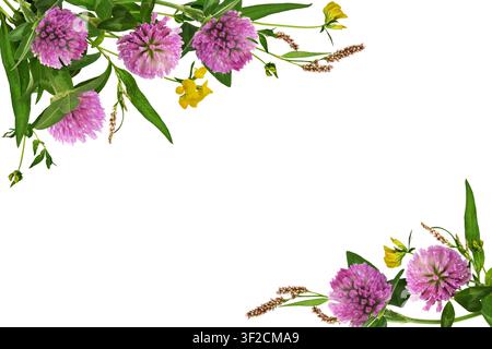 Trèfles roses, fleurs sauvages et herbe dans des arrangements floraux d'angle isolés sur fond blanc Banque D'Images