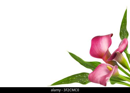 Petit bouquet de fleurs rouges et de feuilles vertes de calla (Zantedeschia) en disposition d'angle isolé sur fond blanc Banque D'Images