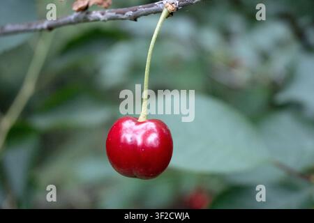 Cerises suspendues à l'arbre, jardinage. Banque D'Images