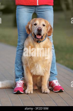 Golden Retriever assis entre les jambes de son propriétaire en plein air. Chien heureux regardant la caméra avec une expression amicale. Concept de confiance, de compagnie, de propriétaire d'animal de compagnie Banque D'Images