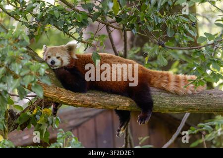Panda roux allongé à plat sur une branche d'arbre regardant la caméra Banque D'Images