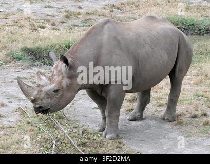 rhinocéros noir de l'Est, rhinocéros noir d'Afrique de l'Est, Rhinocéros à bec pointu, Rhinocéros Noir de l'Est, Diceros bicornis michaeli, keskenyszajú orrszarvú Banque D'Images