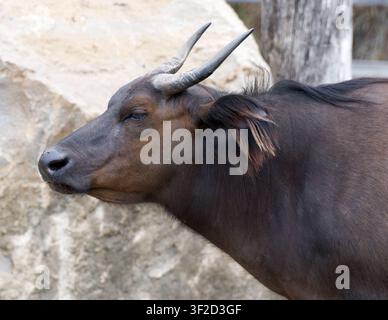 Buffle forestier africain, buffle nain, buffle rouge, buffle du Congo, vache des buissons, buffle nain, Syncerus caffer nanus, vörös bivaly Banque D'Images