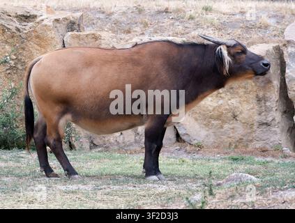 Buffle forestier africain, buffle nain, buffle rouge, buffle du Congo, vache des buissons, buffle nain, Syncerus caffer nanus, vörös bivaly Banque D'Images