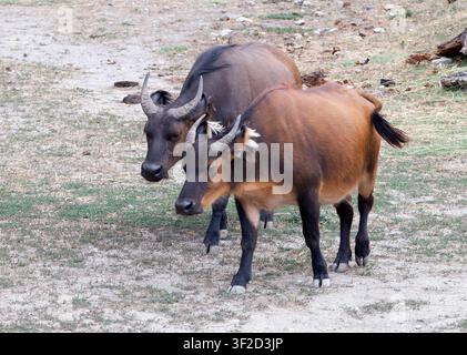 Buffle forestier africain, buffle nain, buffle rouge, buffle du Congo, vache des buissons, buffle nain, Syncerus caffer nanus, vörös bivaly Banque D'Images