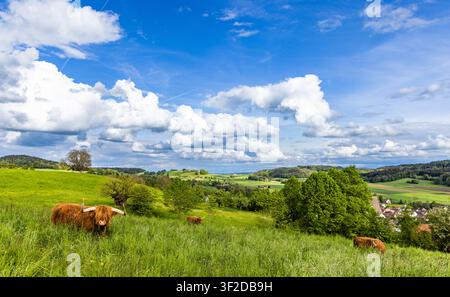 Les vaches poilues des Highlands paissent dans les prairies d'une ferme bovine avec une herbe verte fraîche et haute et de petits arbres caduques du printemps dans une vallée de village vallonnée, devant un closte Banque D'Images