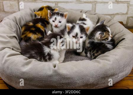 Petits chatons assis dans un lit de chat Banque D'Images