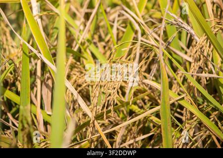 Gros plan extrême des grains de riz dorés mûrs poussant sur une tige dans un champ agricole Banque D'Images