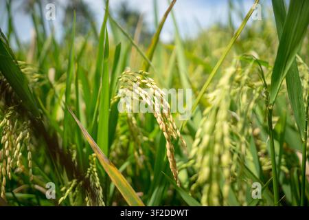 Gros plan extrême des grains de riz dorés mûrs poussant sur une tige dans un champ agricole Banque D'Images