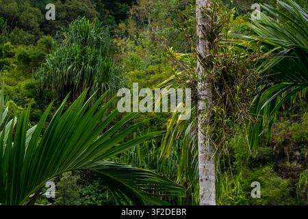 Station balnéaire tropicale avec des cabanes de gazebo en bois et de grands cocotiers contre un ciel nuageux couvert Banque D'Images