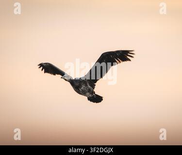 Cormoran volant au-dessus de l’étang de Cresswell dans le Northumberland pendant la douce lumière du crépuscule par une soirée calme d’été Banque D'Images