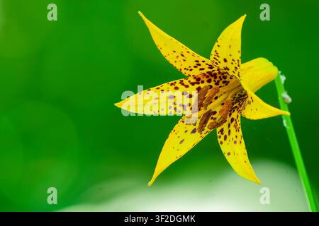 Fleur de lys sauvage à pois jaunes sur un fond vert doux Banque D'Images