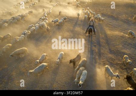 Eregli, Turquie – 09 août 2025 : Vue aérienne d’une bergère montant un âne et conduisant un grand troupeau de moutons à travers un champ poussiéreux au coucher du soleil. Banque D'Images
