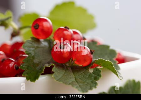 Vue macro des groseilles rouges brillantes regroupées sur des tiges au-dessus de feuilles vertes texturées, éclairées par une lumière naturelle douce avec des reflets lumineux, des peaux lisses et translucides et un arrière-plan flou Banque D'Images