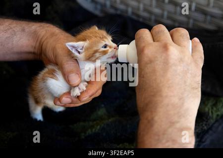 Un petit chaton orange et blanc est bercé et nourri au biberon. Les mains de l'homme soutiennent doucement le chaton, mettant en évidence les soins impliqués dans l'alimentation au biberon- Banque D'Images