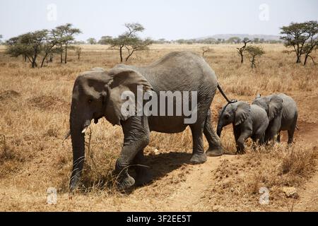 Mère éléphant d'Afrique guidant deux petits à travers la savane sèche du Serengeti en Tanzanie, en safari, mettant en valeur le comportement de la faune, les liens familiaux et la conservation Banque D'Images