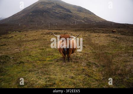 Une vache des Highlands ébouriffée avec de longues cornes se tient dans un pâturage accidenté sous une colline brumeuse dans les Highlands écossais, Écosse, Royaume-Uni, sur un surc Banque D'Images
