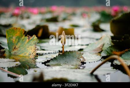 Vue d'un bouton de nénuphar émergeant d'un étang rempli de feuilles de nénuphar vertes et de fleurs roses floues à Feni, division de Chittagong, Bangladesh. Banque D'Images