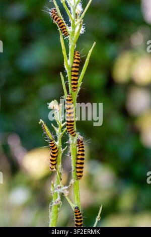 La chenille du papillon cinabre (Tyria jacobaeae) sur chardon-moulin Banque D'Images