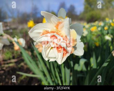 Fleur de jonquille fleurie le jour ensoleillé du printemps. Gros plan sur les fleurs de narcisse en fleurs. Fleur multicolore fleurie avec pétales, étamines et feuilles vertes poussant dans le sol. Arrière-plan naturel Banque D'Images