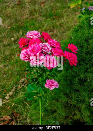 Bouquet de roses rose vif et magenta en fleurs dans un jardin avec fond vert Banque D'Images