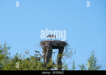 Cigogne debout sur son nid, dans les cimes des arbres sous un ciel bleu clair, avec cigogne, nid, branches d'arbres, vue en contre-plongé, avec des accents blancs et noirs Banque D'Images