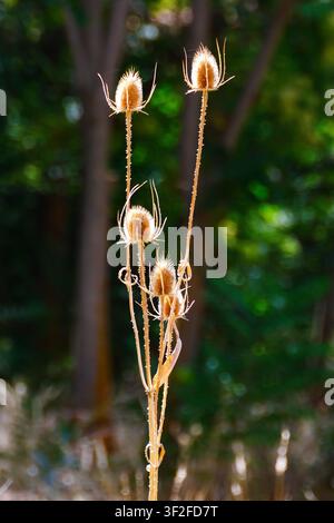 Un groupe central de têtes de carde séchées brillant sous un éclairage de bord contre un fond de forêt sombre et doux à Sotuélamo Banque D'Images