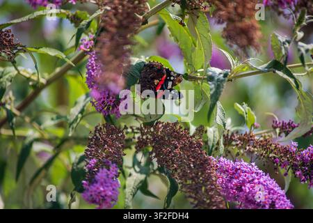 Un papillon admiral rouge vif avec des marques noires, rouges et blanches frappantes est capturé dans un détail exquis alors qu'il se nourrit du nectar d'un bouquet de Banque D'Images