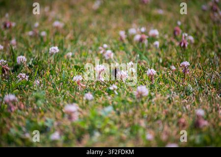 Un bourdon se nourrissant de fleurs de trèfle roses éparpillées sur une pelouse verte vibrante sous le soleil éclatant de l'été au Royaume-Uni. Banque D'Images