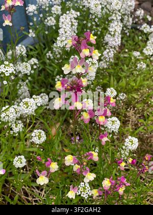 Grappes de petites épis de fleurs sauvages roses et jaune pâle poussant parmi un couvert végétal dense de type alysson blanc et un feuillage vert créant une délicate bruyère Banque D'Images