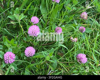 Têtes de fleurs de trèfle roses et violettes regroupées parmi l'herbe verte et les feuilles trifoliées dans une parcelle de prairie montrant des fleurs sauvages naturelles et de la texture Banque D'Images