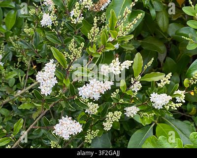 Arbusté d'évier dense et à feuilles persistantes de la plante Ligustrum, genre Ligustrum, Ligustrum chinois (Ligustrum sinense) ou Ligustrum commun (Ligustrum vulgare) avec des grappes blanches b Banque D'Images