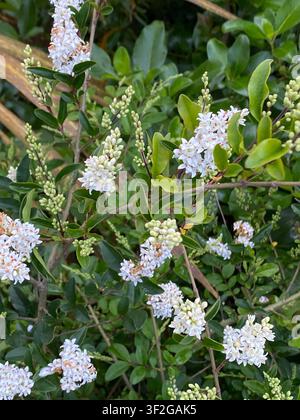 Arbusté d'évier dense et à feuilles persistantes de la plante Ligustrum, genre Ligustrum, Ligustrum chinois (Ligustrum sinense) ou Ligustrum commun (Ligustrum vulgare) avec des grappes blanches b Banque D'Images