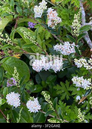 Arbusté d'évier dense et à feuilles persistantes de la plante Ligustrum, genre Ligustrum, Ligustrum chinois (Ligustrum sinense) ou Ligustrum commun (Ligustrum vulgare) avec des grappes blanches b Banque D'Images