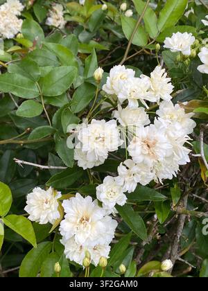 Grappes de petites roses doubles blanches sur un rosier grimpant avec des boutons non ouverts et des feuilles vertes brillantes, montrant des pétales superposés et une texture naturelle Banque D'Images