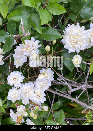 Grappes de petites roses doubles blanches poussant parmi des feuilles vertes luisantes et des branches épineuses avec des boutons non ouverts et des pétales délicats superposés formant une composition Banque D'Images