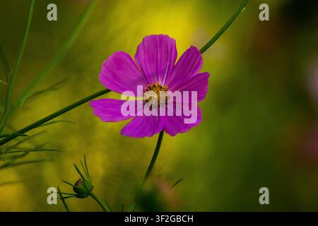 Une seule fleur de cosmos magenta éclatante en pleine floraison sur un fond de jardin lisse et doux vert lime. Banque D'Images