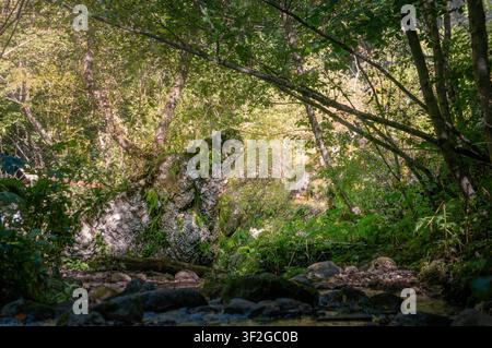 Paysage forestier estival luxuriant mettant en vedette un ancien rocher proéminent recouvert de mousse verte et de fougères, avec une lumière vive filtrant à travers la forêt dense Banque D'Images