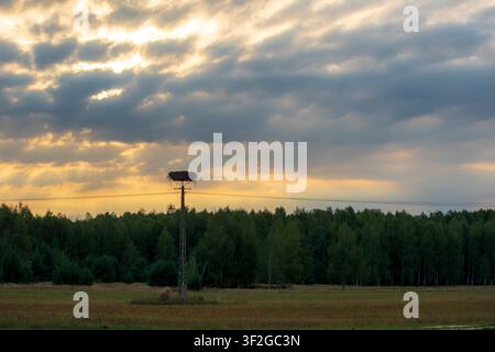 Nid de cigogne vide sur un poteau électrique contre un ciel dramatique au coucher du soleil avec des rayons crépusculaires sur une forêt. Banque D'Images