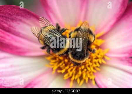Deux bourdons (Bombus spp.) butinant au centre d'une fleur de dahlia rose et blanc ‘Magenta Bicolour‘ dans un jardin anglais Banque D'Images