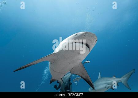 Requin citron nageant directement au-dessus avec d'autres requins et un plongeur dans une eau bleue claire Banque D'Images