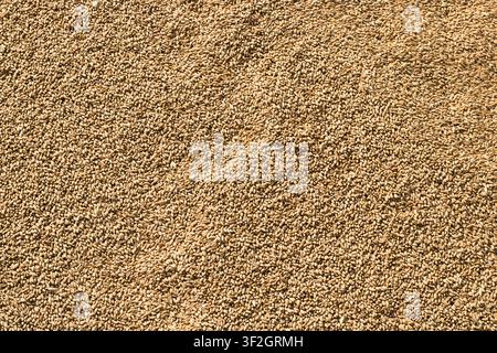 Un plan rapproché horizontal mettant en évidence une vue inclinée d'un énorme tas de grains de blé crus dorés. Banque D'Images
