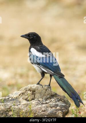 Pie, Pica pica, oiseaux, famille des corvidés, adolescent, grande taille, portrait, jeune animal, juvénile, passereaux, corvidés, oiseaux chanteurs, oiseaux Banque D'Images