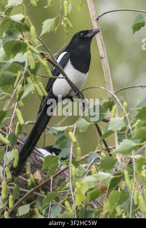 Pie, Pica pica, oiseaux, race, nichée, famille des corvidés, grande taille, format portrait, nid, passereaux, corvidés, oiseaux chanteurs, oiseaux Banque D'Images