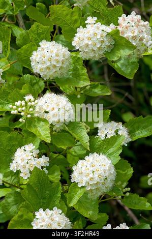 Neuf-bourgeon commun (Physocarpus opulifolius) en fleurs avec des grappes de petites fleurs blanches au début de l'été. Banque D'Images