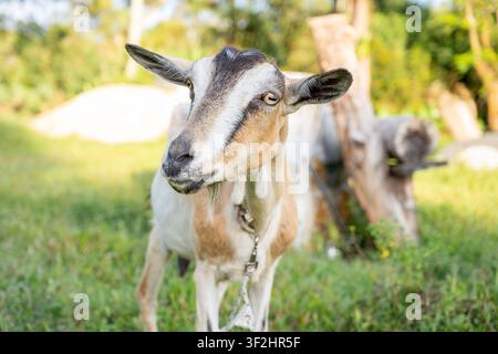 Chèvre curieuse debout dans un pré vert ensoleillé, regardant l'appareil photo avec ses marques distinctives et ses oreilles dressées, représentant un animal de ferme commun dans un Banque D'Images