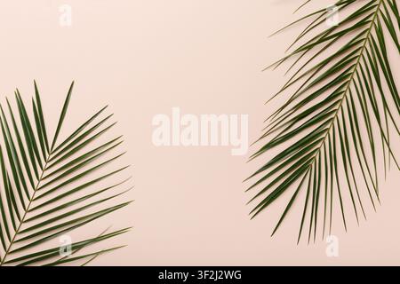 Fond vert écologique naturel créatif avec feuilles de monstère Banque D'Images
